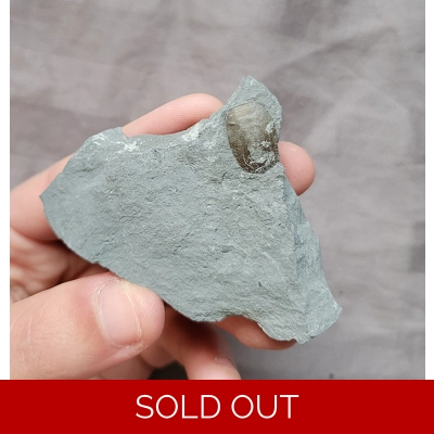 Rare Lingulid Brachiopod Fossil Windom Shale New York